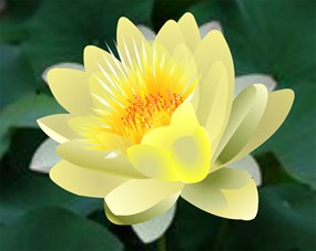 黄睡莲开花全过程flash动画